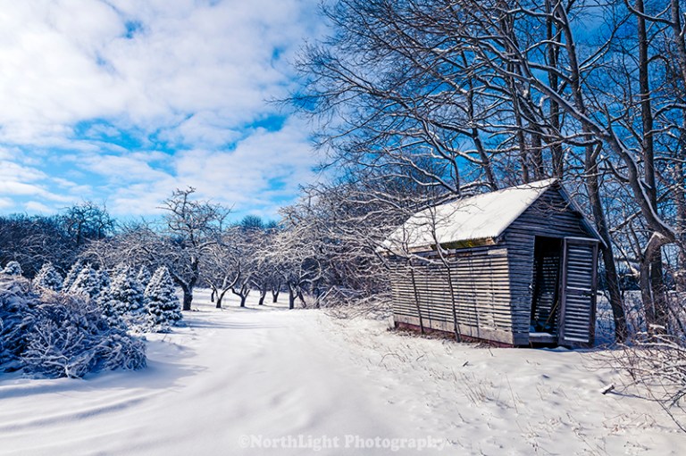 Storage shed at christmas tree farm and old apple orchard.