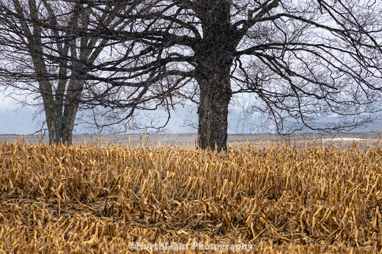 Farm field trees during March snow in Mason County, Michigan, USA