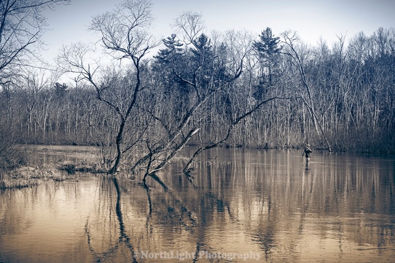 Fly fishing on the Pere Marquette River near Indian Bridge, Michigan, USA